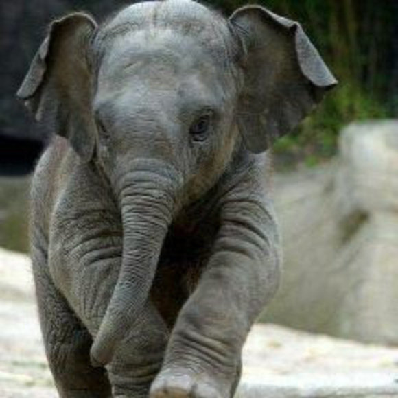 Meet your Posher, Alannah - Picture 1 of 1